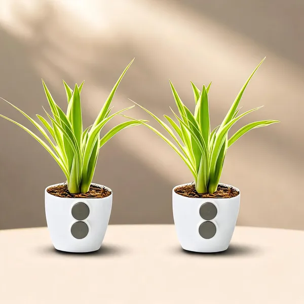 Spider_Plant_In_Magnetic_Glass_Fridge_Display_Pack_Of_2