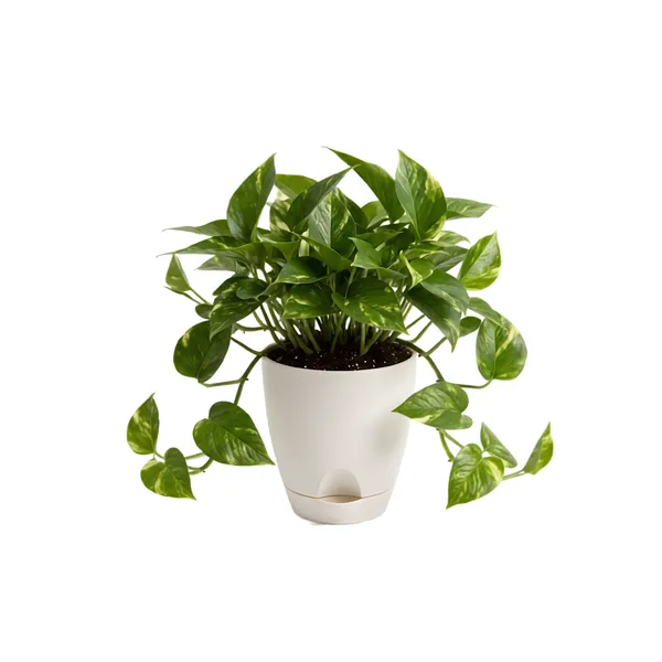 Golden_Money_plant