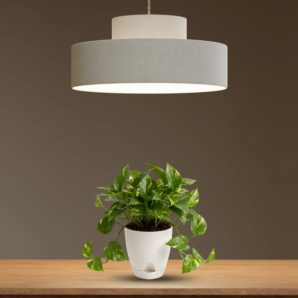 Golden_Money_plant
