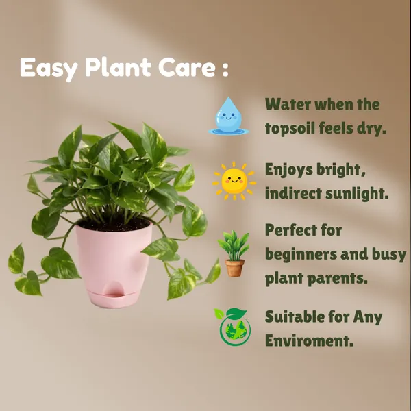 Golden_Money_plant