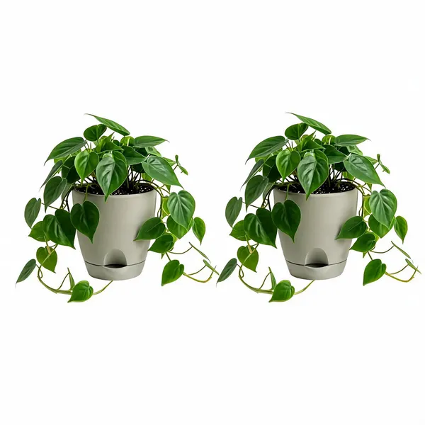 Oxycardium_Live_Indoor_Hanging_Foliage_Plant_Pack_Of_2