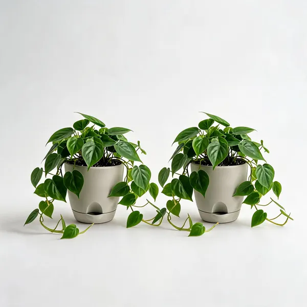 Oxycardium_Live_Indoor_Hanging_Foliage_Plant_Pack_Of_2