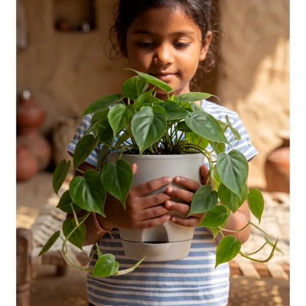Oxycardium_Live_Indoor_Hanging_Foliage_Plant_Pack_Of_2