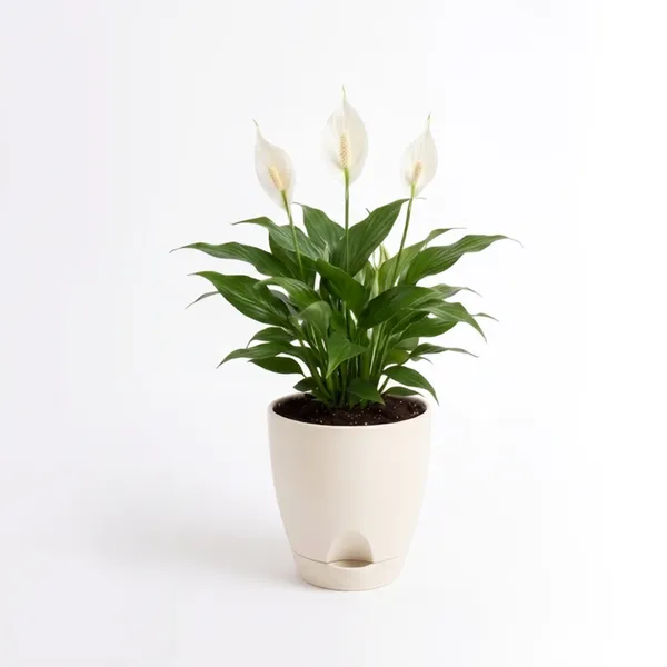 Peace_Lilly