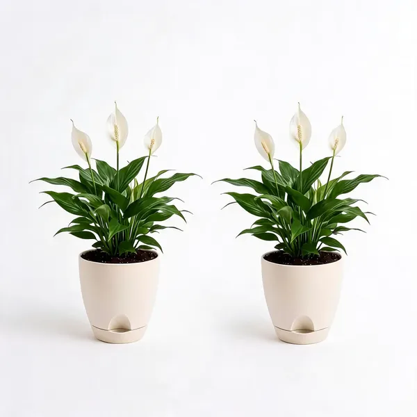 Peace_Lily_Live_Low_Light_Indoor_Flowering_Plant_Pack_Of_2