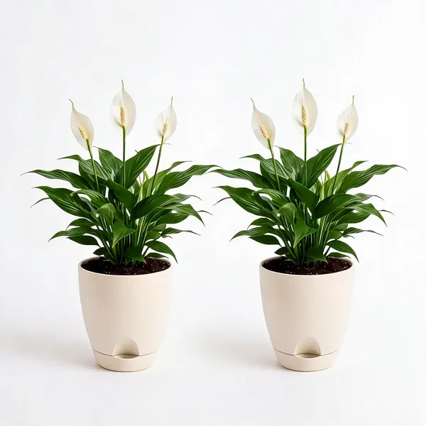 Peace_Lily_Live_Low_Light_Indoor_Flowering_Plant_Pack_Of_2