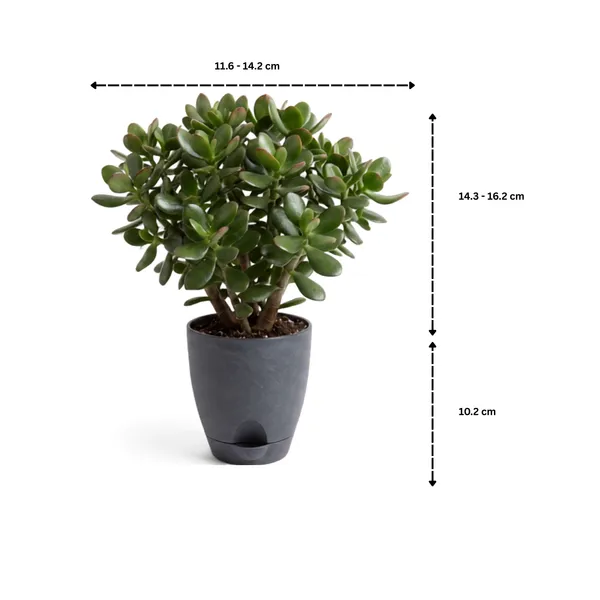 Jade_plant
