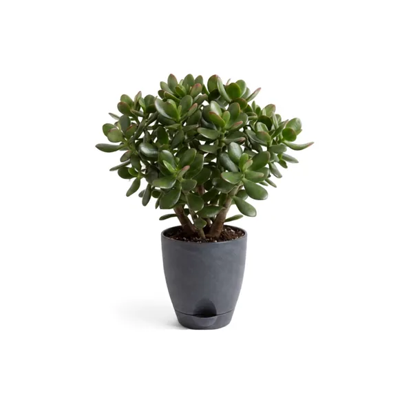 Jade_plant