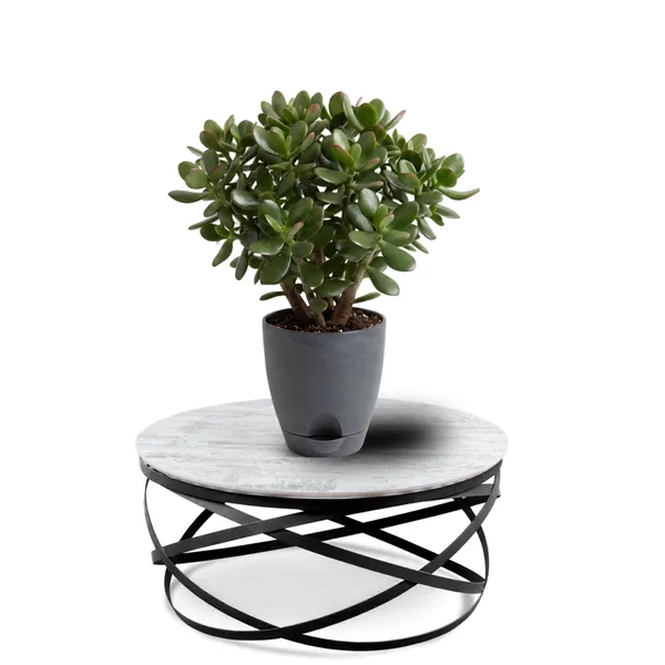 Jade_plant
