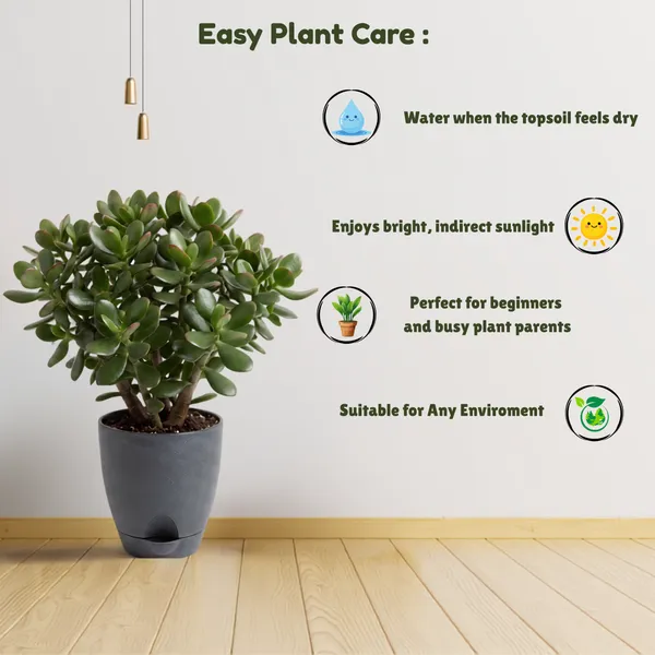 Jade_plant