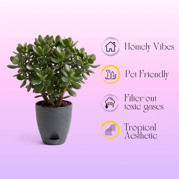 Jade_Plant_Live_Succulent_Indoor_Desk_Decor_Pack_Of_2