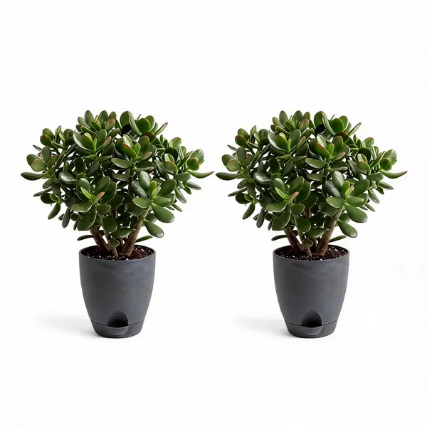 Jade_Plant_Live_Succulent_Indoor_Desk_Decor_Pack_Of_2