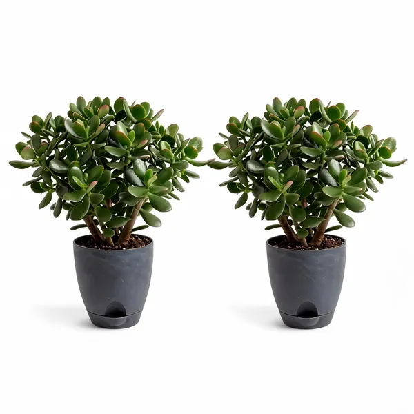 Jade_Plant_Live_Succulent_Indoor_Desk_Decor_Pack_Of_2