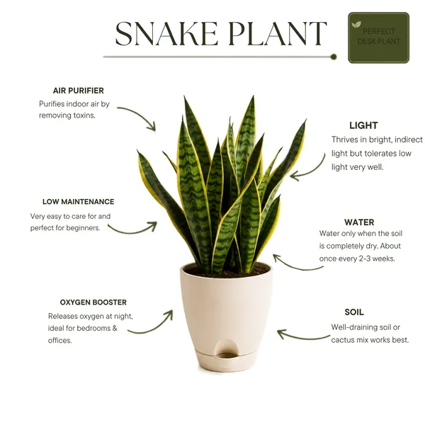 Snake_Plant