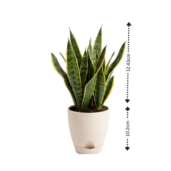 Snake_Plant