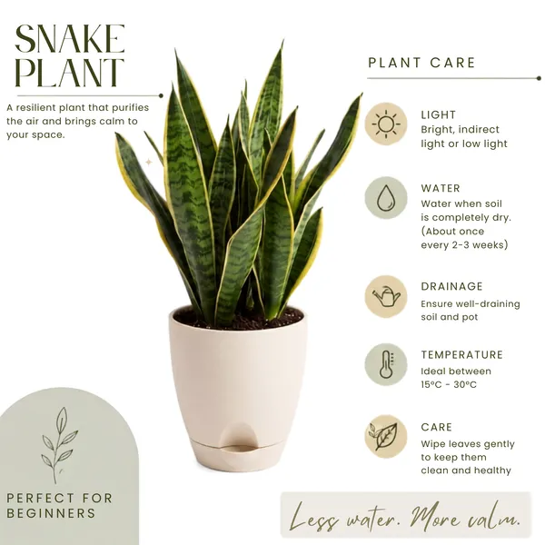 Snake_Plant
