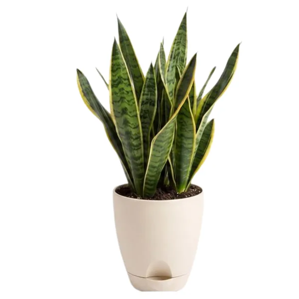 Snake_Plant