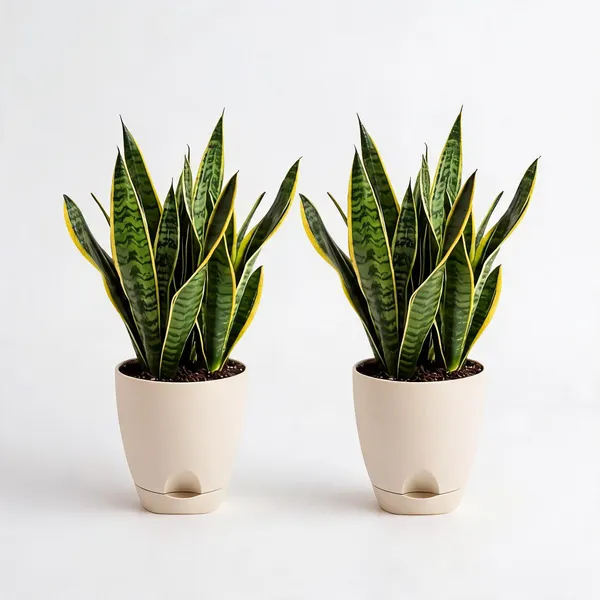 Snake_Plant_Live_Air_Purifying_Indoor_Foliage_Pack_Of_2