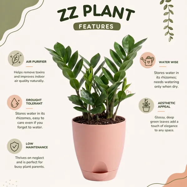 ZZ_Plant
