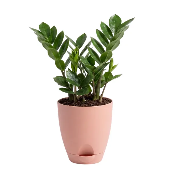 ZZ_Plant