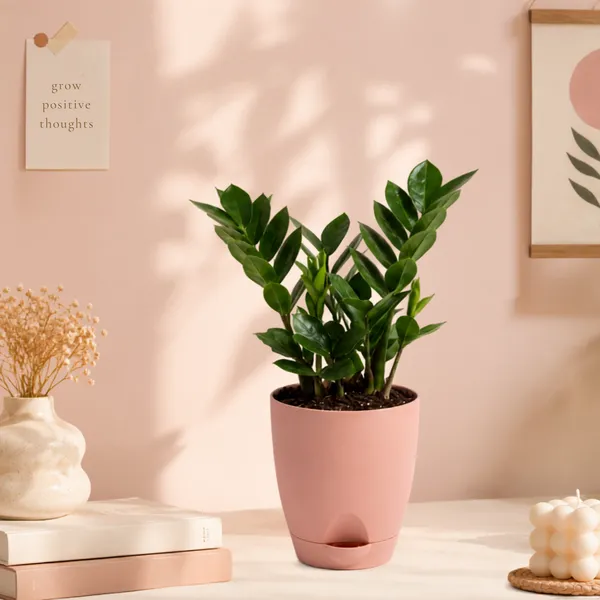 ZZ_Plant