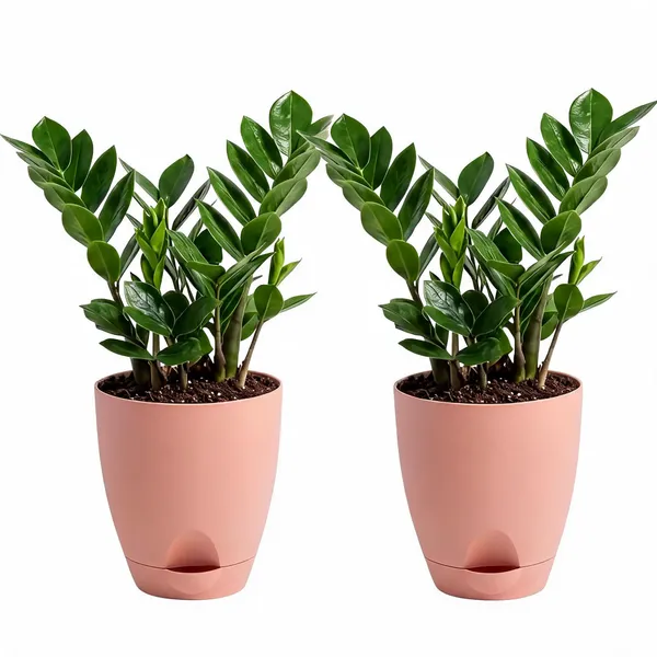 Zz_Plant_Live_Low_Maintenance_Indoor_Foliage_Pack_Of_2