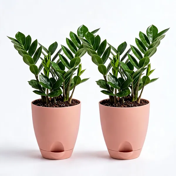Zz_Plant_Live_Low_Maintenance_Indoor_Foliage_Pack_Of_2