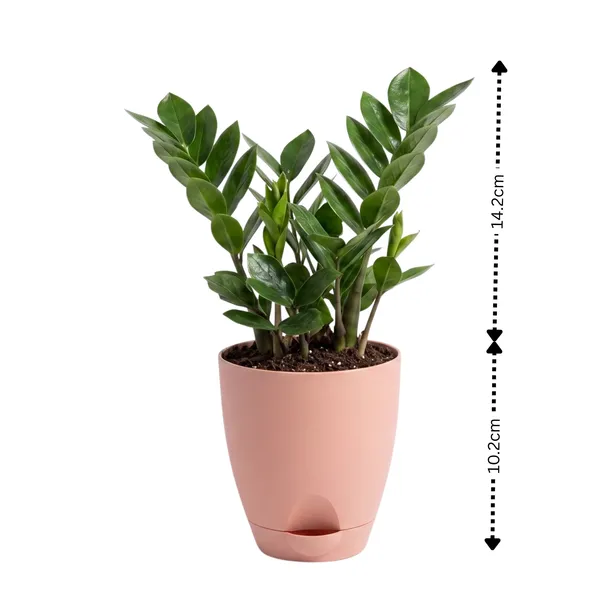 Zz_Plant_Live_Low_Maintenance_Indoor_Foliage_Pack_Of_2