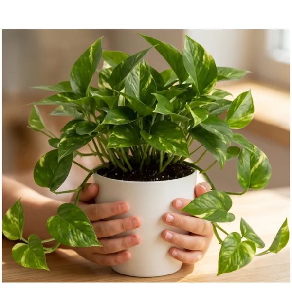 Money_plant_N'_Joy