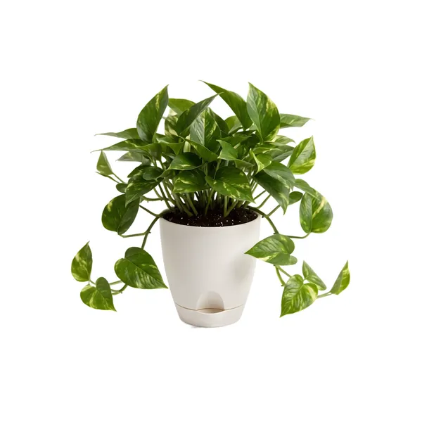 Money_plant_N'_Joy