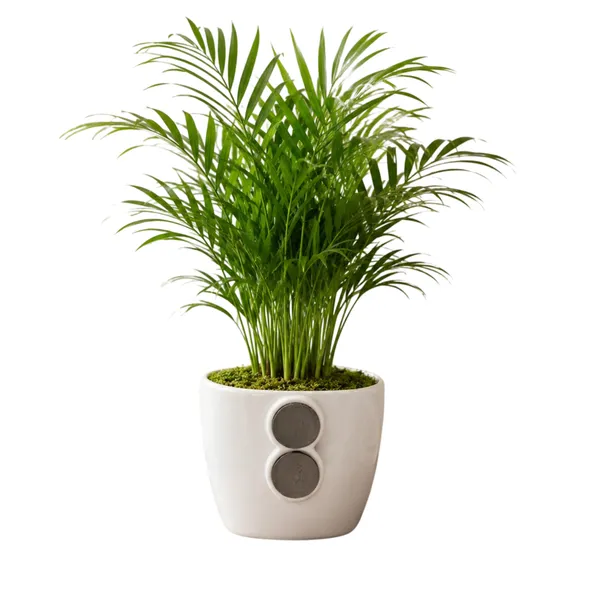 Areca_Palm_Live_Indoor_Tropical_Foliage_Plant_Pack_Of_2