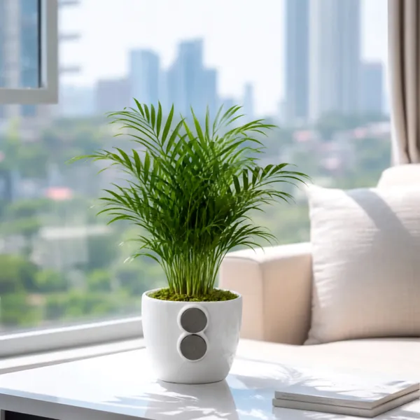 Areca_Palm_Live_Indoor_Tropical_Foliage_Plant_Pack_Of_2