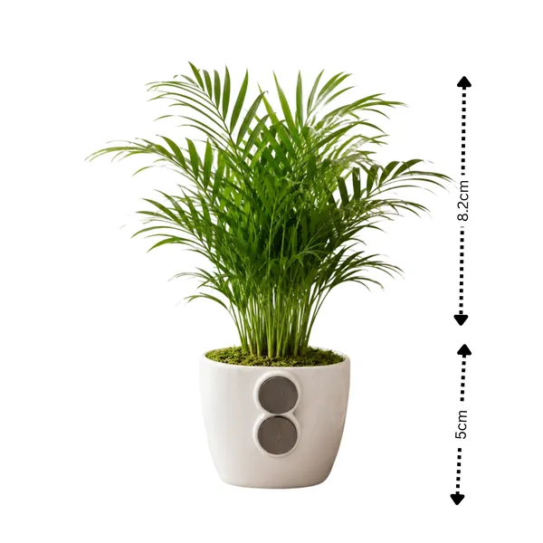 Areca_Palm_Live_Indoor_Tropical_Foliage_Plant_Pack_Of_2