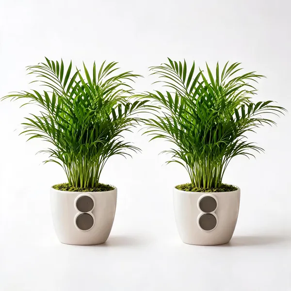 Areca_Palm_Live_Indoor_Tropical_Foliage_Plant_Pack_Of_2