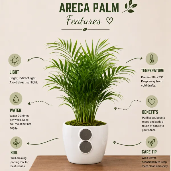 Areca_Palm_Live_Indoor_Tropical_Foliage_Plant_Pack_Of_2