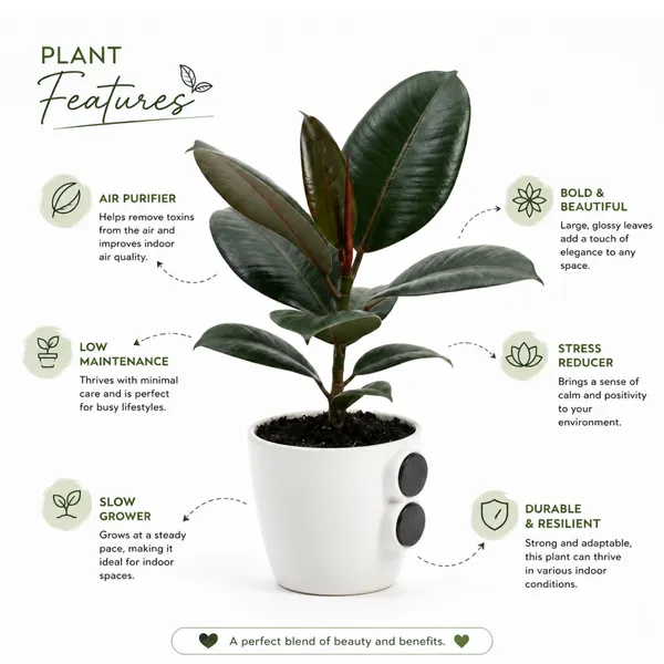 Rubber_Plant_Live_Indoor_Living_Room_Foliage_Pack_Of_2