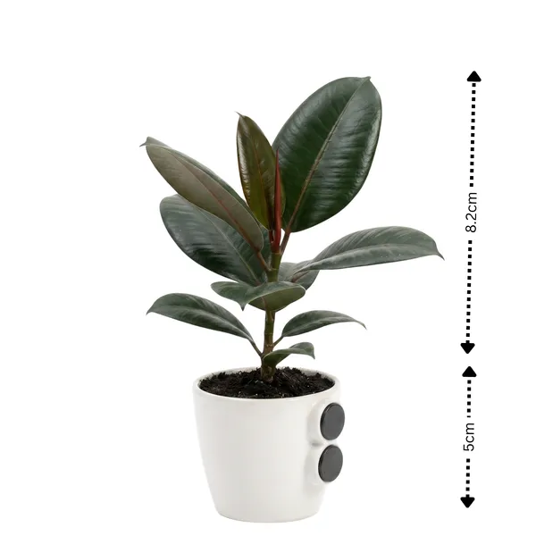 Rubber_Plant_Live_Indoor_Living_Room_Foliage_Pack_Of_2