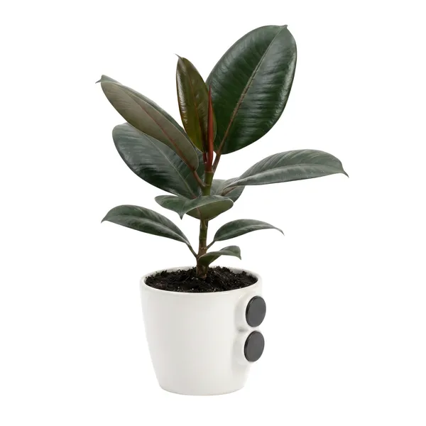 Rubber_Plant_Live_Indoor_Living_Room_Foliage_Pack_Of_2