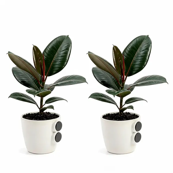Rubber_Plant_Live_Indoor_Living_Room_Foliage_Pack_Of_2