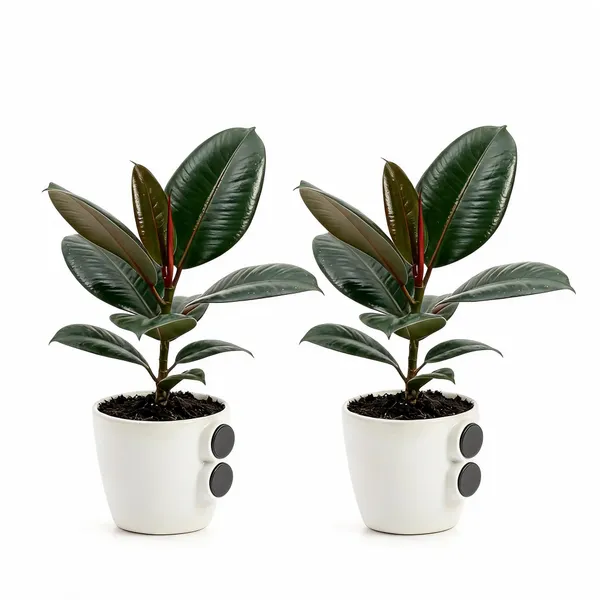 Rubber_Plant_Live_Indoor_Living_Room_Foliage_Pack_Of_2