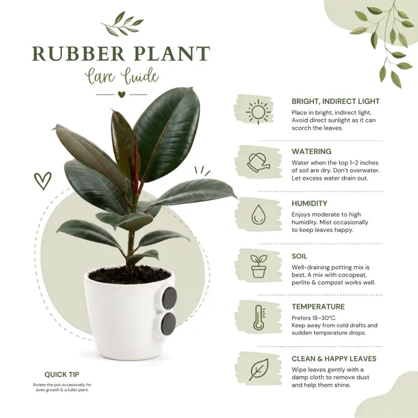Rubber_Plant_Live_Indoor_Living_Room_Foliage_Pack_Of_2