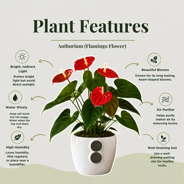 Anthurium_Live_Flowering_Indoor_Decor_Plant
