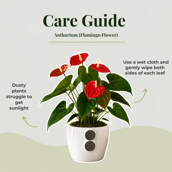 Anthurium_Live_Flowering_Indoor_Decor_Plant