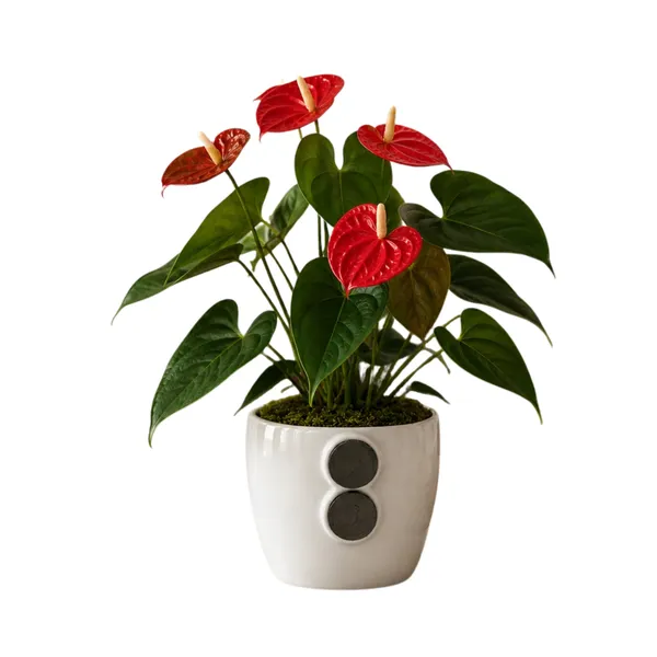 Anthurium_Live_Flowering_Indoor_Decor_Plant