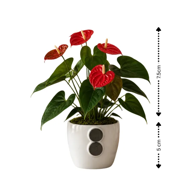 Anthurium_Live_Flowering_Indoor_Decor_Plant