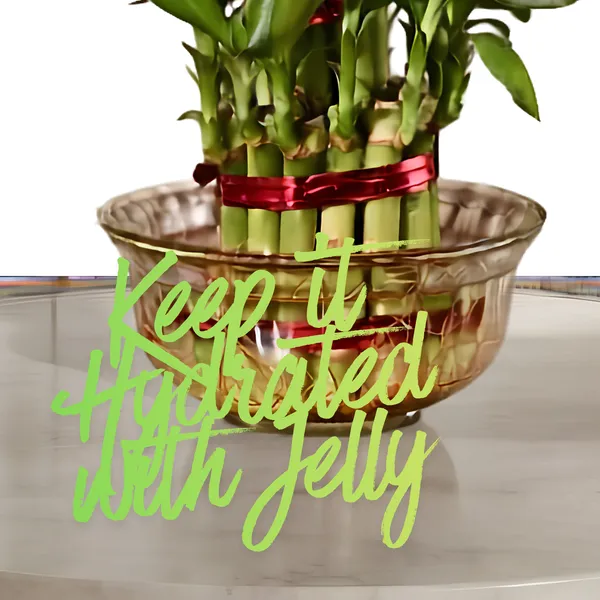2_Layer_Lucky_Bamboo_Live_Tabletop_Decor_Plant