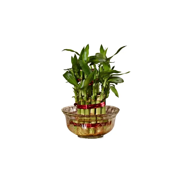 2_Layer_Lucky_Bamboo_Live_Tabletop_Decor_Plant