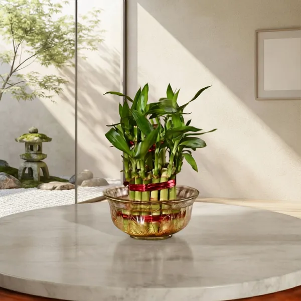 2_Layer_Lucky_Bamboo_Live_Tabletop_Decor_Plant