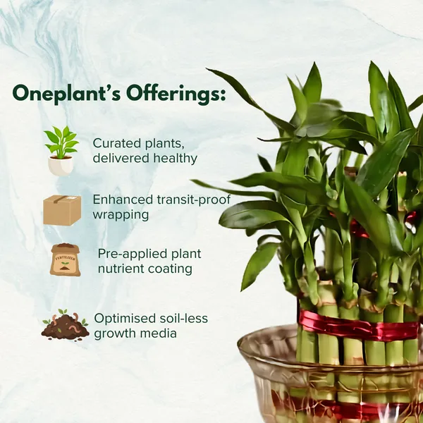 2_Layer_Lucky_Bamboo_Live_Tabletop_Decor_Plant