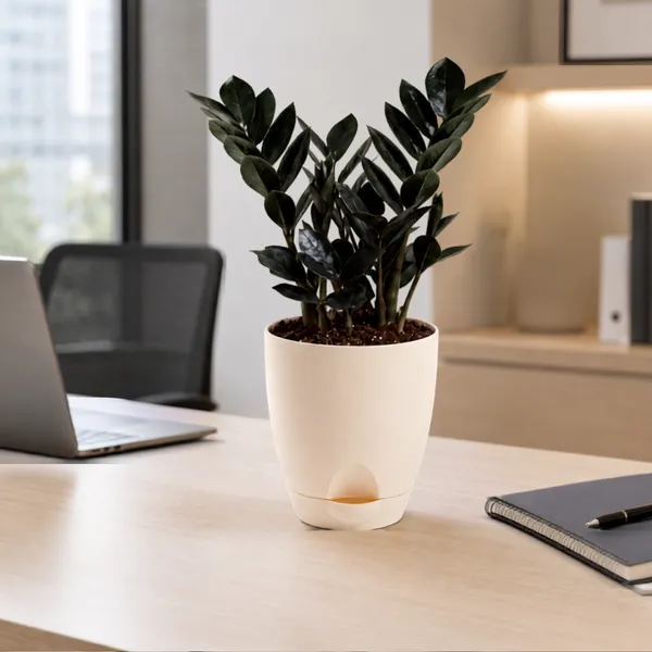 Zz_Black_Live_Indoor_Modern_Tabletop_Foliage